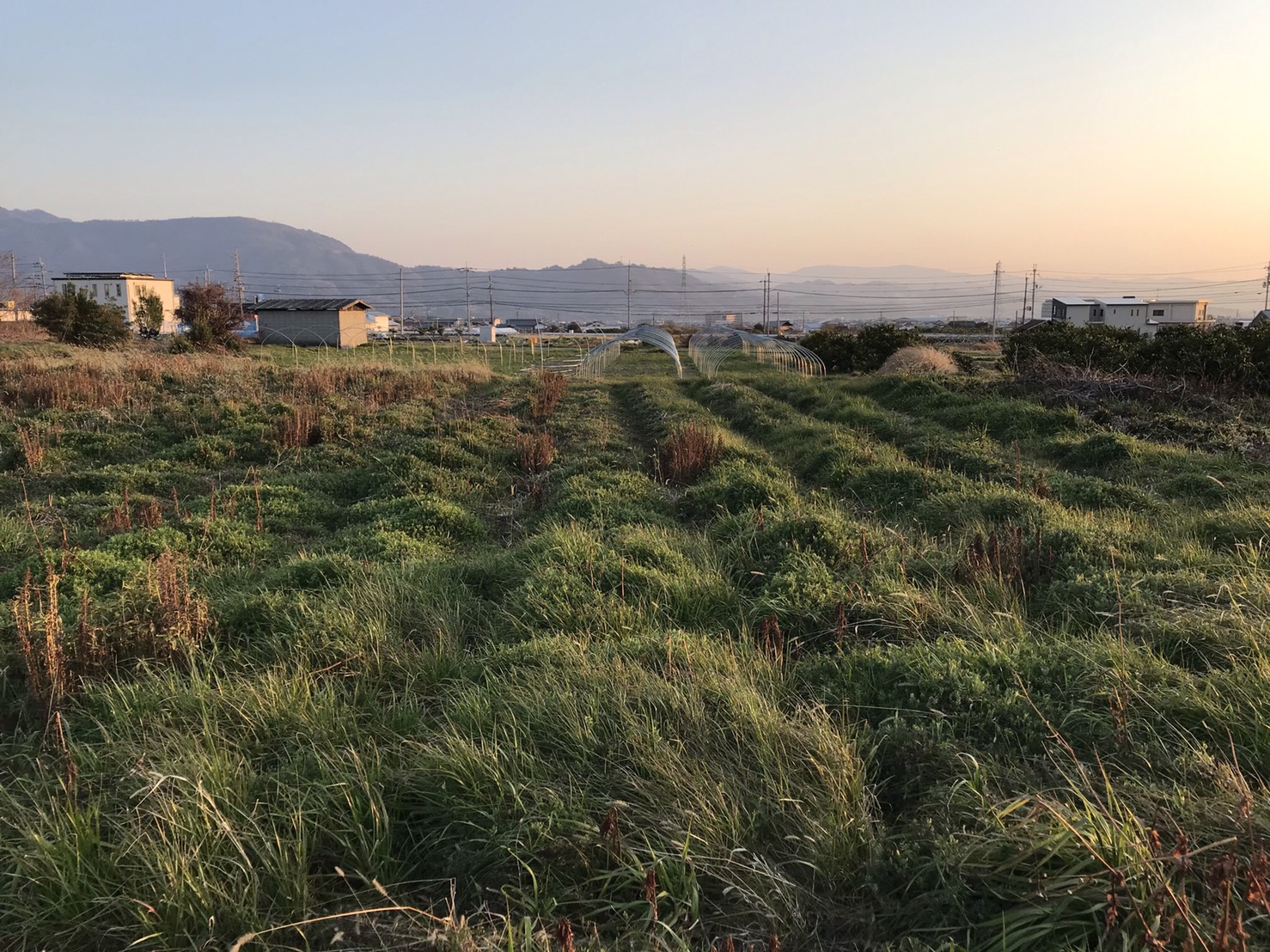 内生 菌根菌 のアーバスキュラー 菌根菌 を呼び戻し、今から耕す新しい畑